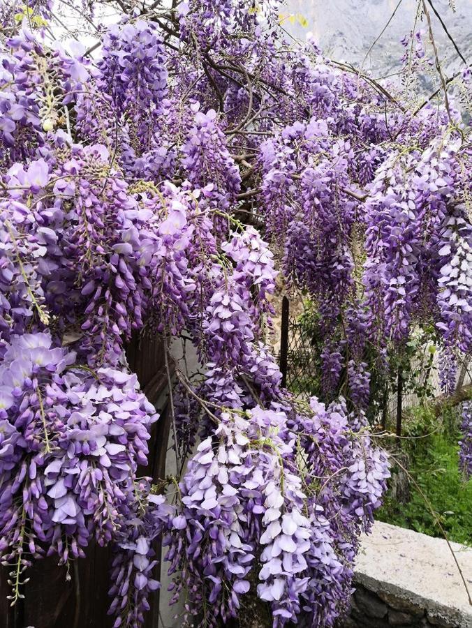 La Glycine Sinsat Exterior foto